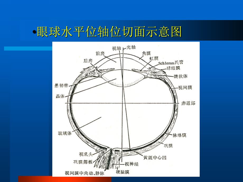 眼部B超常见病的图像及诊断.ppt_第3页