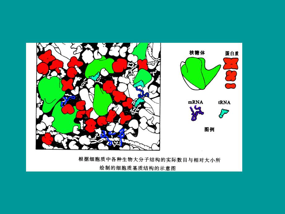 细胞生物学 第二章 细胞质基质与细胞内膜系统_第3页