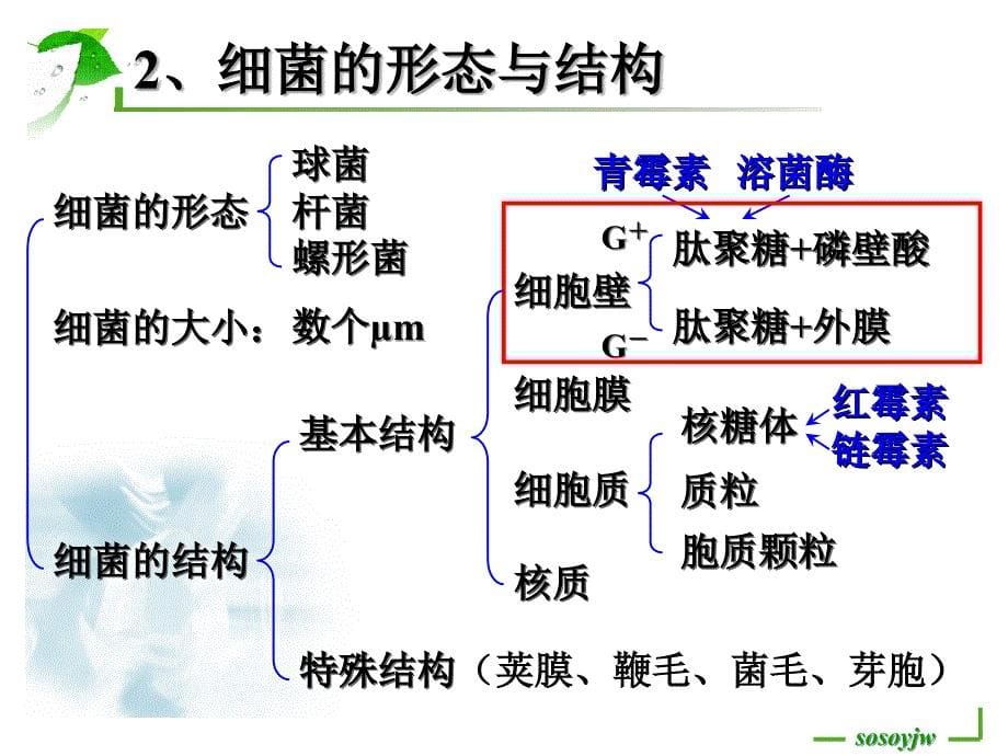 微生物复习与总结ppt课件_第5页