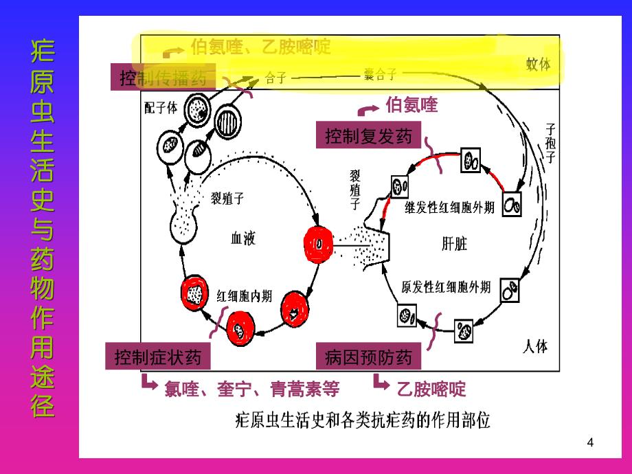 第454648部分抗寄生虫药_第4页