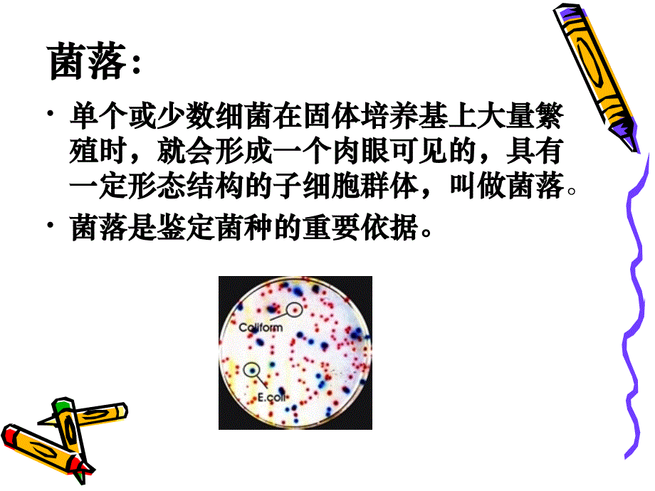 微生物培养技术.ppt_第3页