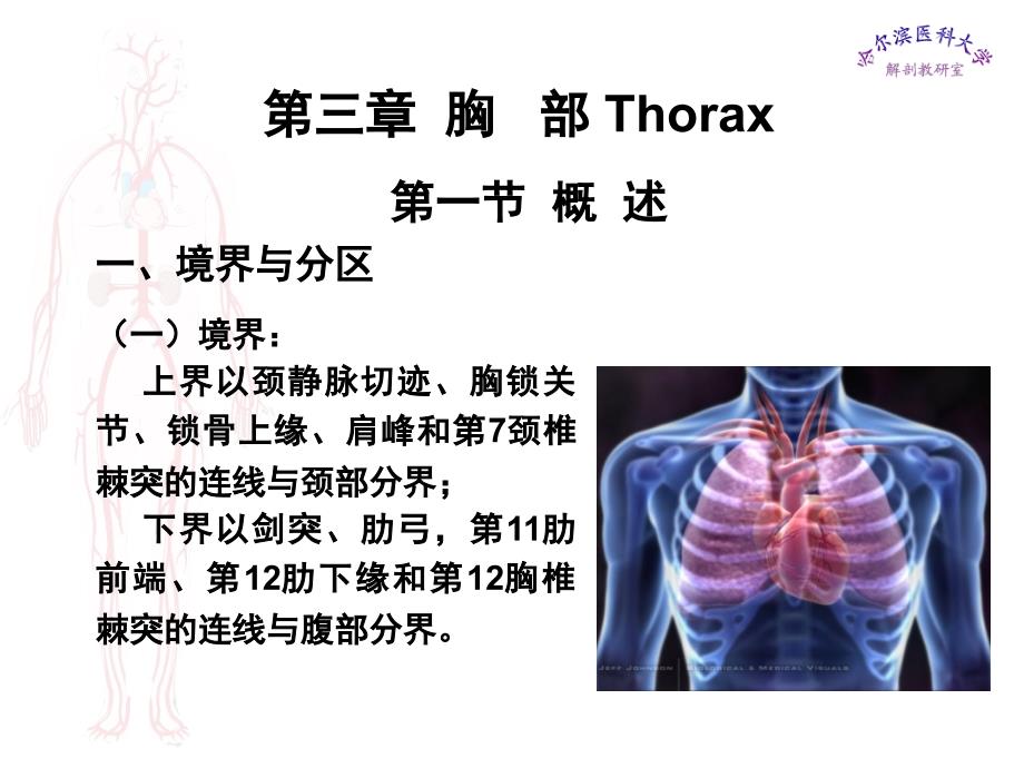 局部解剖学课件 胸部_第1页