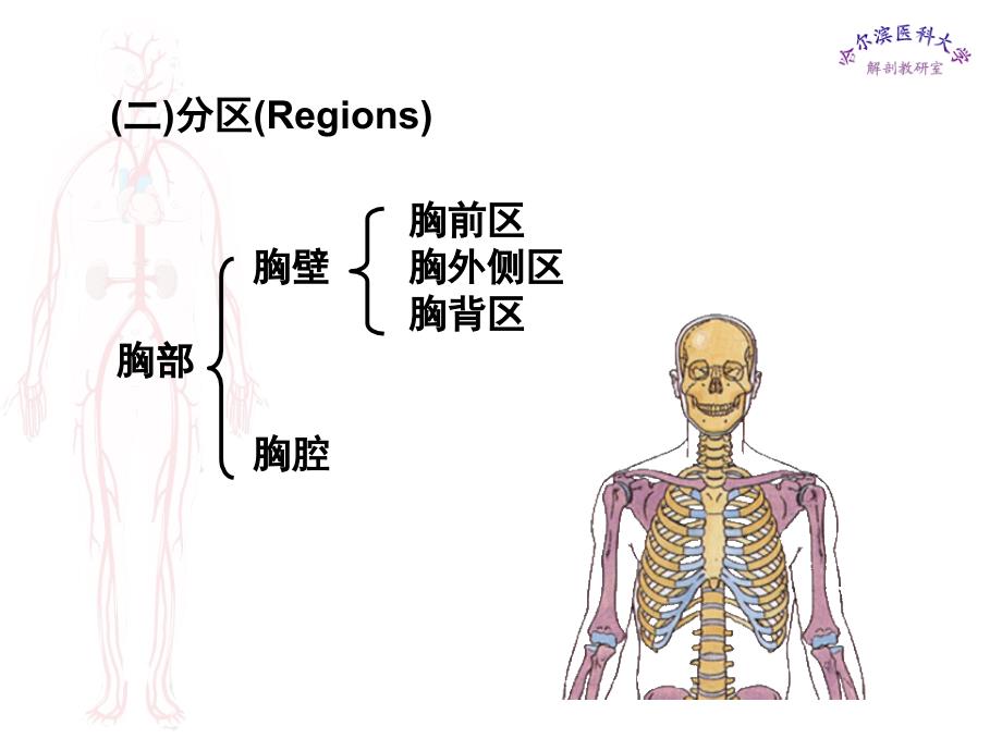 局部解剖学课件 胸部_第2页