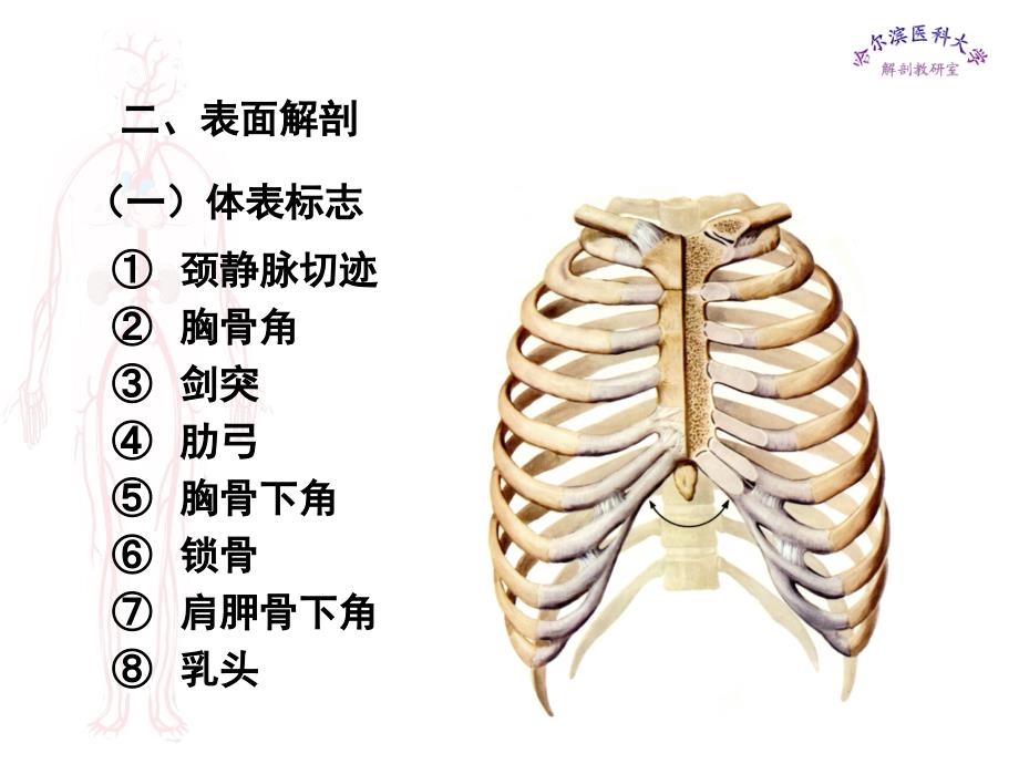 局部解剖学课件 胸部_第3页