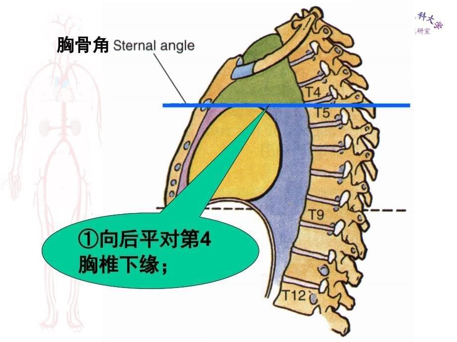 局部解剖学课件 胸部_第5页