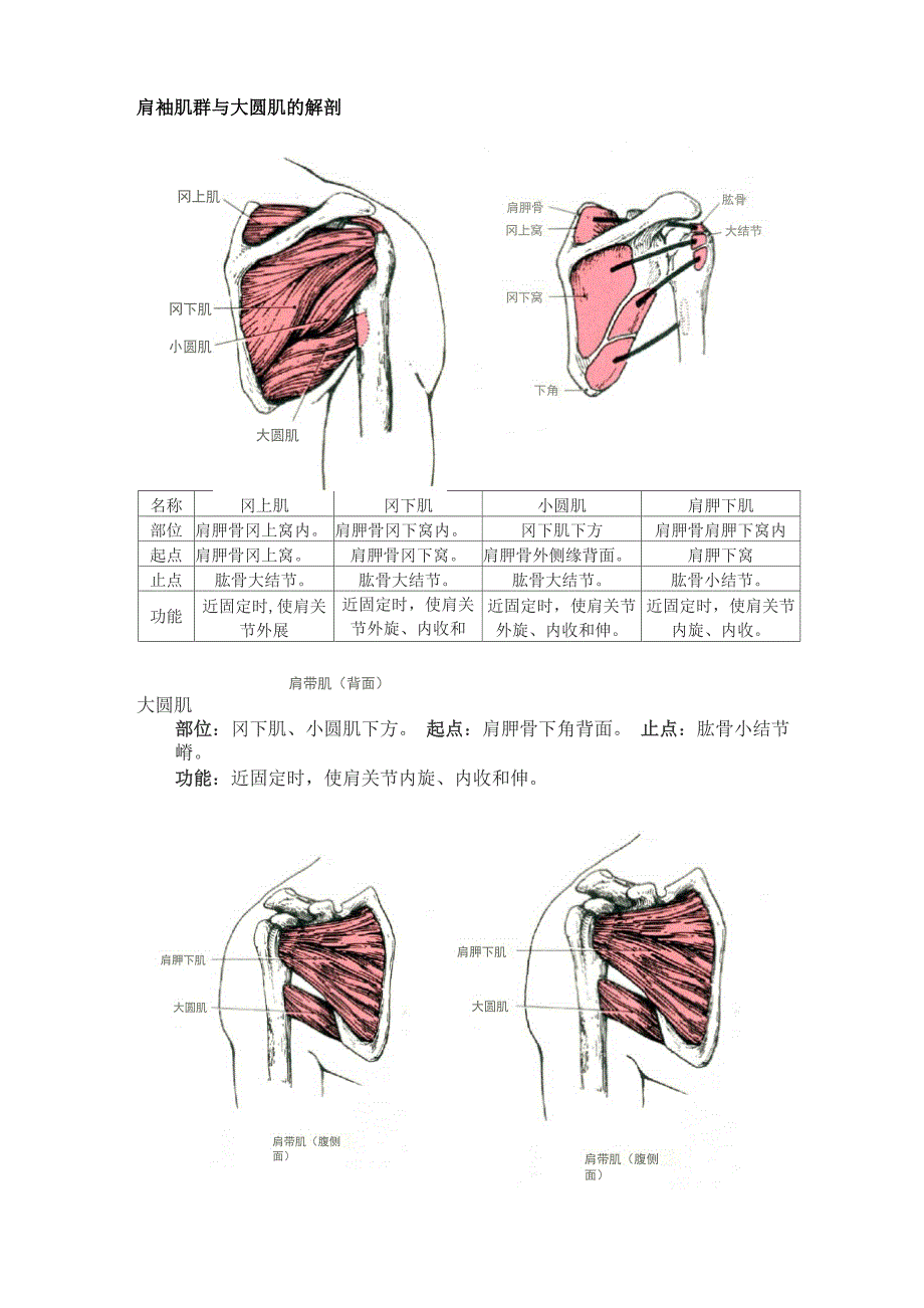 肩袖肌群与大圆肌的解剖解读_第1页