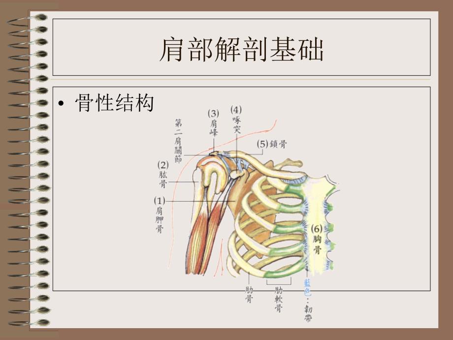 肩周炎的发病机理_第4页