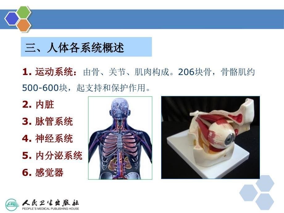 健康管理师第二章医学基础知识ppt课件.ppt_第5页