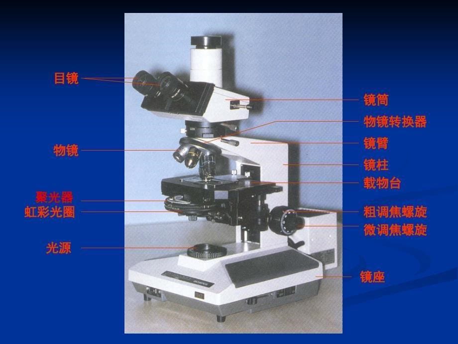 实验一光学显微镜的构造使用和临时装片制作_第5页