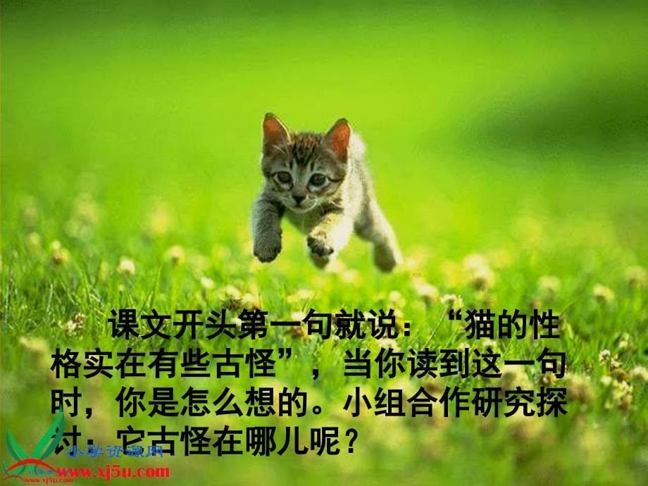 《猫》PPT课件[1]_第5页