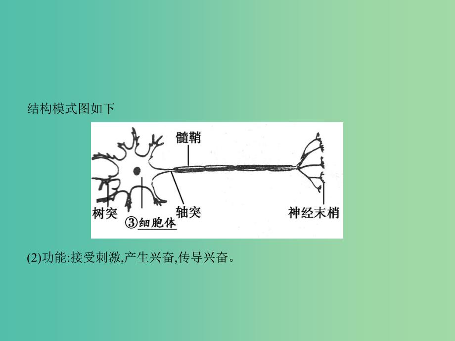 高三生物第一轮复习 第7单元 第21讲 人和高等动物的神经调节课件 新人教版.ppt_第3页