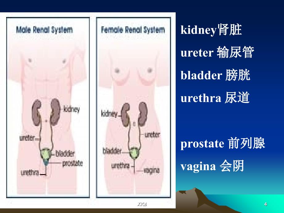 尿路感染最终版_第4页