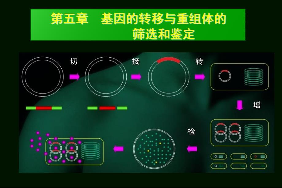 何水林版基因工程基因的转移与重组体的筛选和鉴定课件_第2页