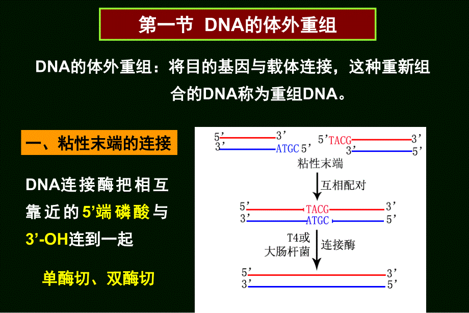 何水林版基因工程基因的转移与重组体的筛选和鉴定课件_第4页