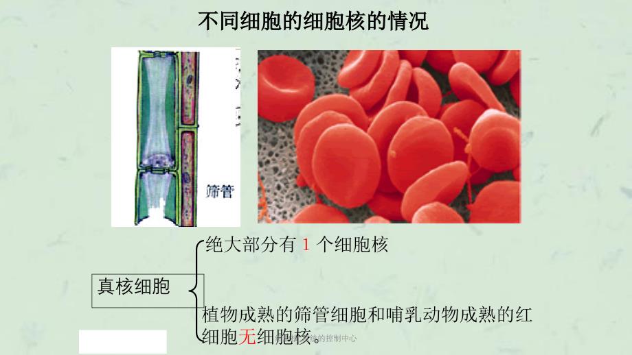 细胞核_系统的控制中心课件_第2页