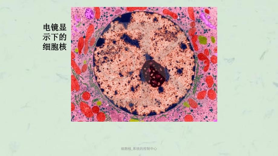 细胞核_系统的控制中心课件_第4页