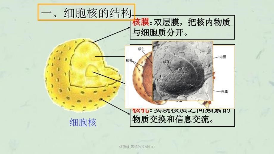 细胞核_系统的控制中心课件_第5页