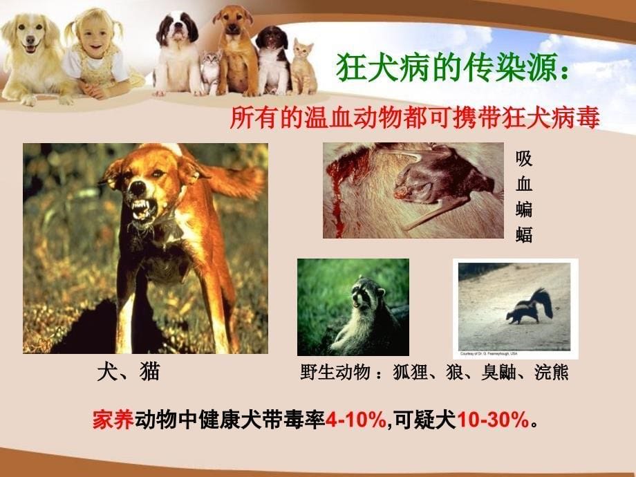 狂犬病预防知识_第5页