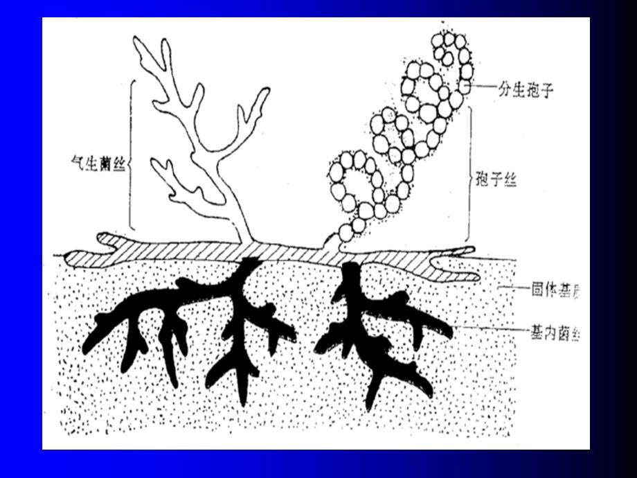 放线菌真菌ppt课件_第4页