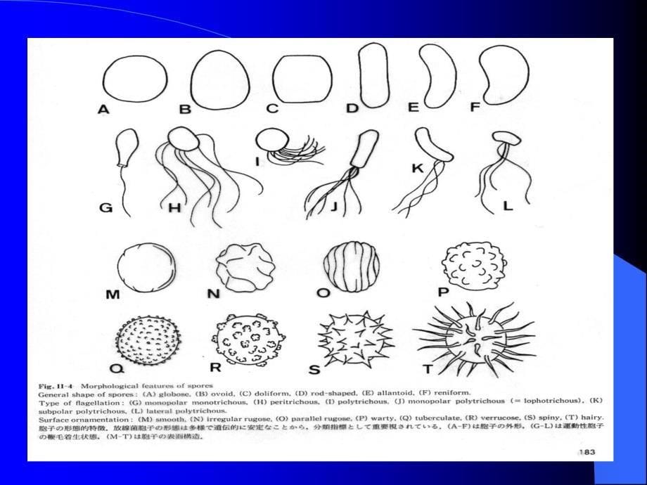 放线菌真菌ppt课件_第5页