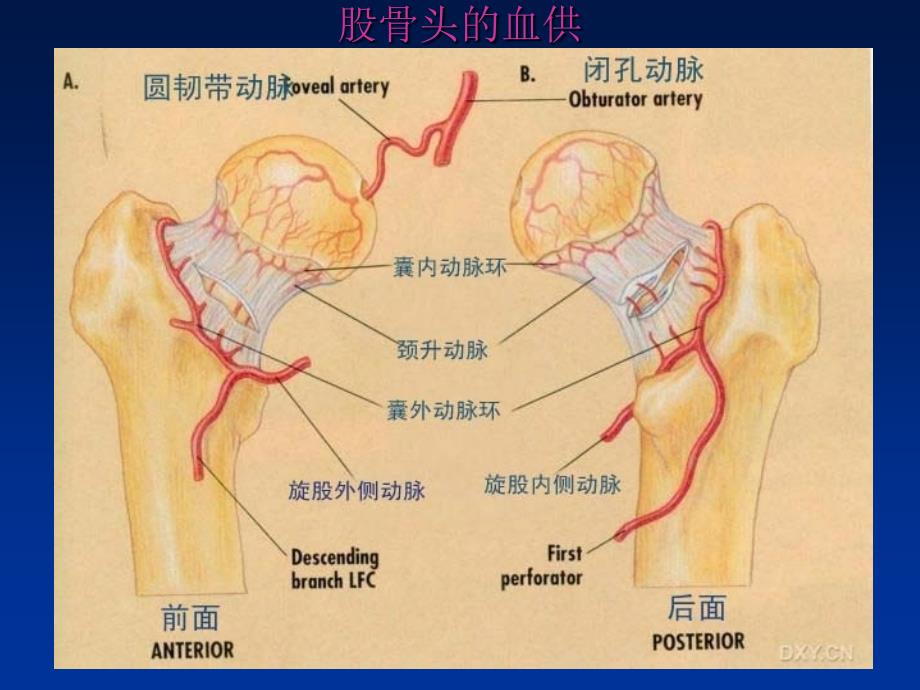 成人股骨头坏死治疗进展_第4页