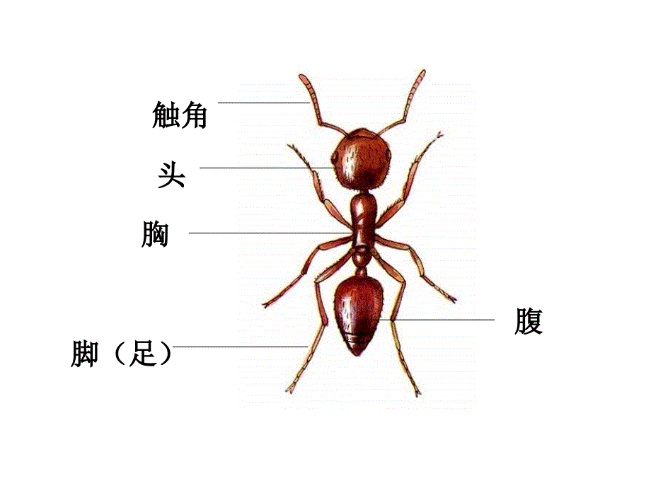 教科版_三年级科学_上册_第二单元_动物有哪些相同特点[1]_第4页