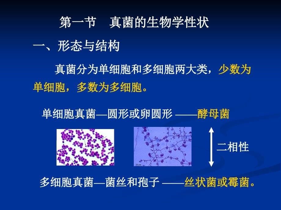 医学微生物学课件：20 真菌学总论_第5页