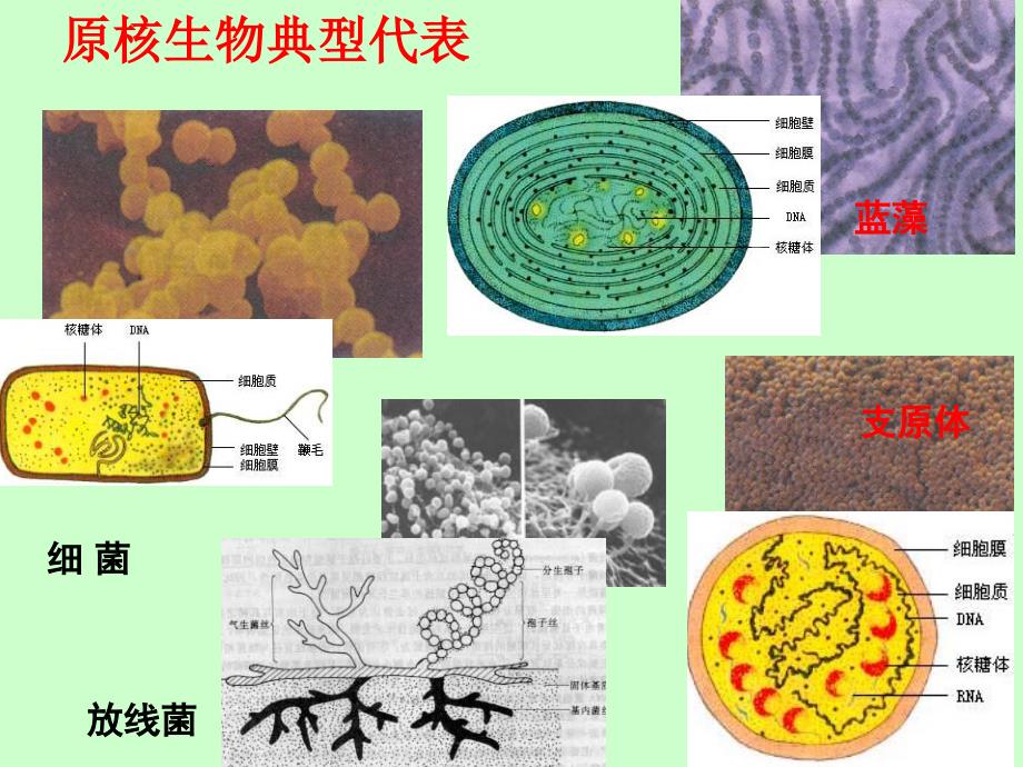 真核细胞与原核细胞.ppt_第4页