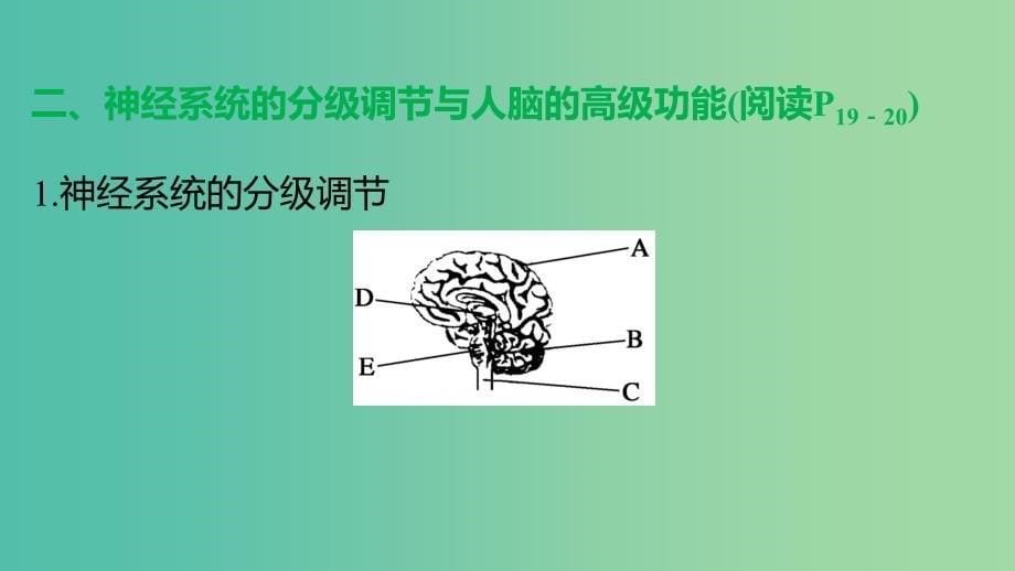 高中生物 第2章 第1节 通过神经系统的调节（2）课件 新人教版必修3.ppt_第5页