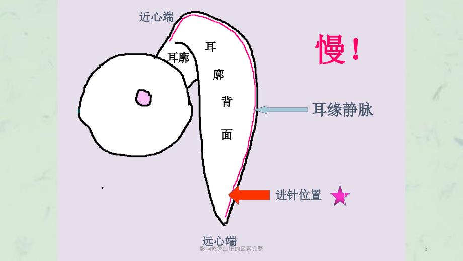 影响家兔血压的因素完整课件_第3页