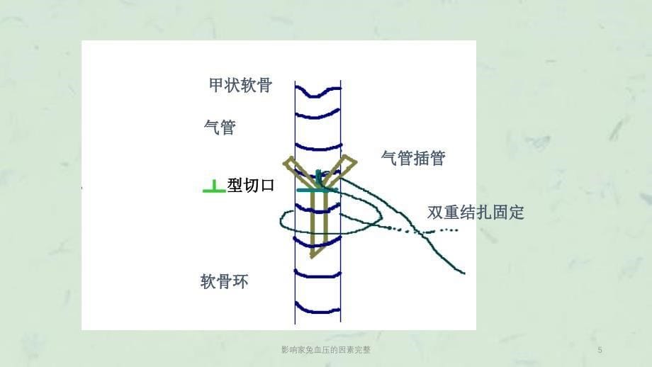 影响家兔血压的因素完整课件_第5页