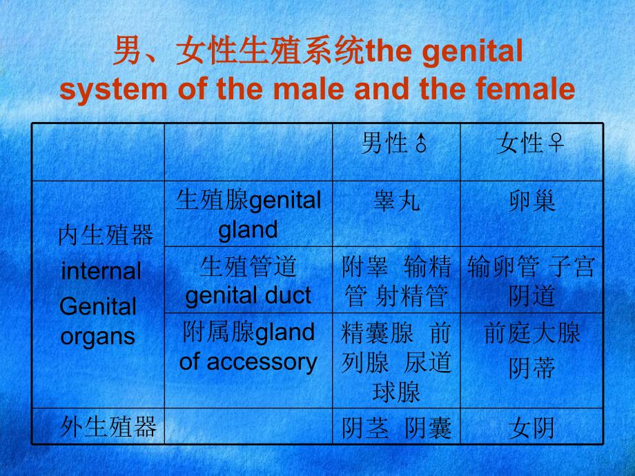 大学医学院系统解剖学生殖系统_第4页