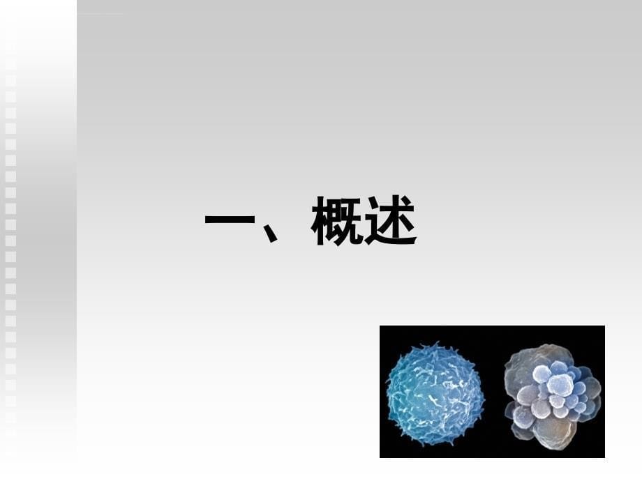 分子生物学6细胞凋亡ppt课件_第5页