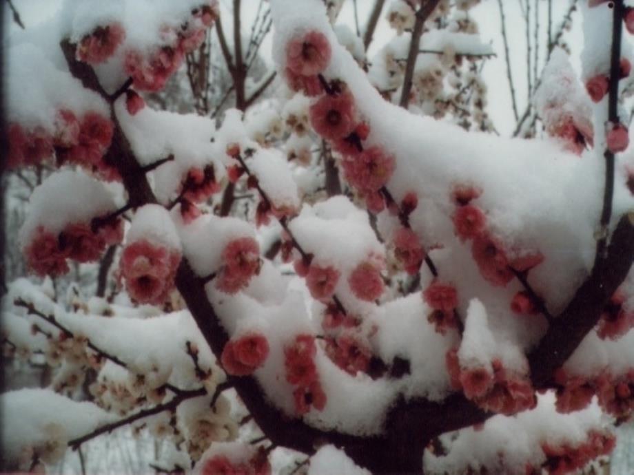 雪（庄晋玲课件）_第1页