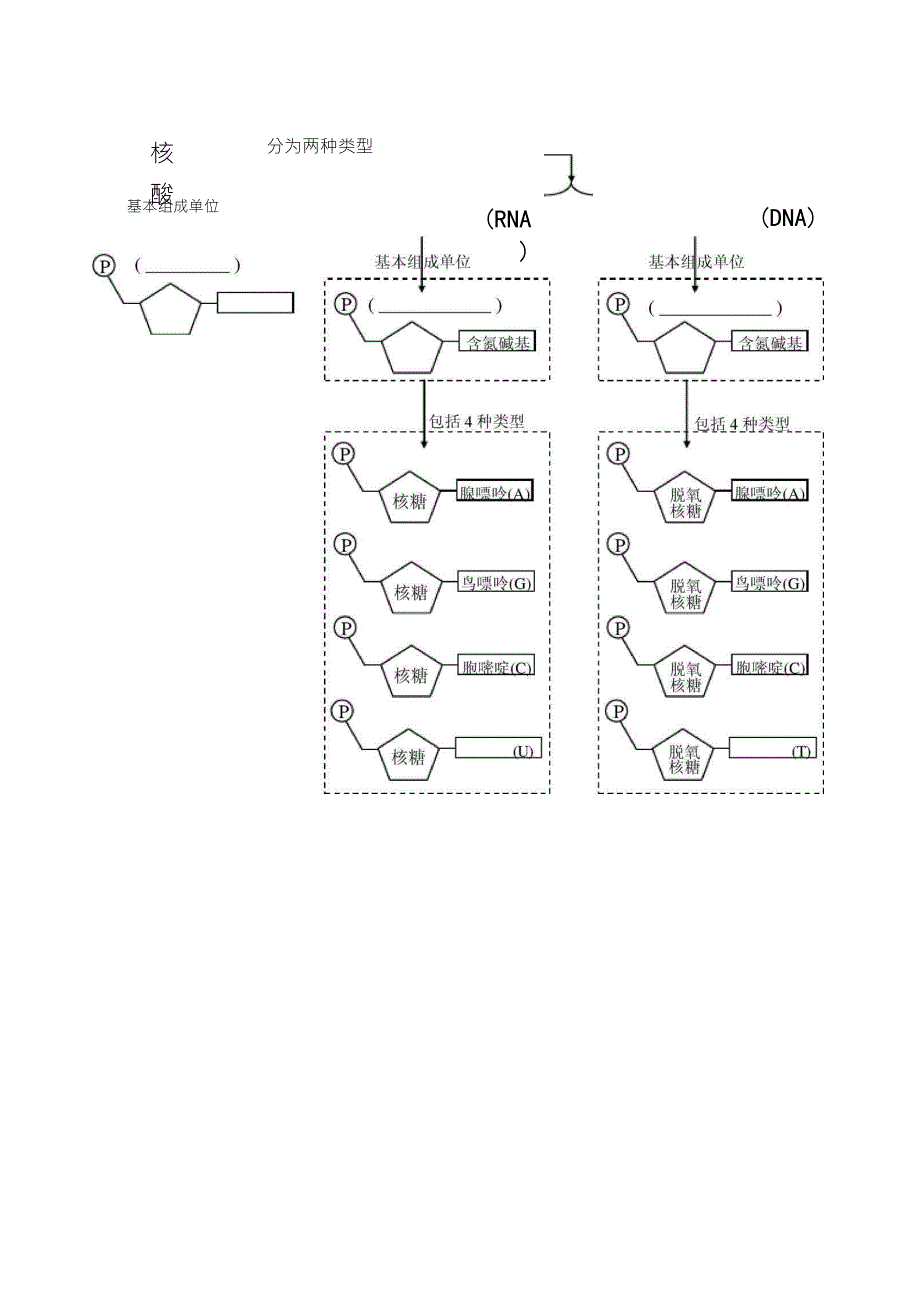 DNA与RNA的基本组成单位_第1页