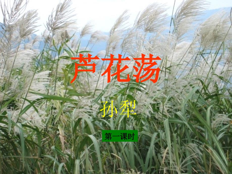 七年级语文下册 3《芦花荡》教学课件 鲁教版五四制_第1页