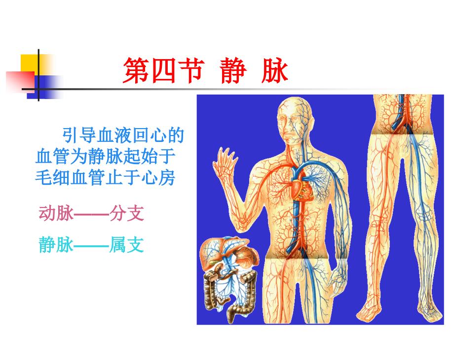 系统解剖学教学课件：静脉1_第1页