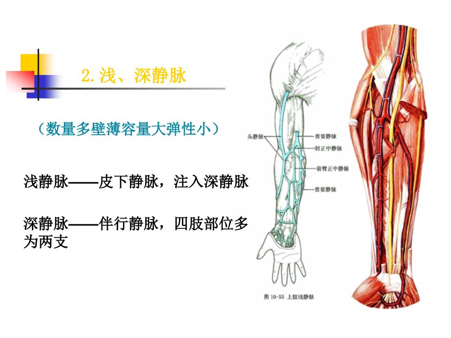 系统解剖学教学课件：静脉1_第3页