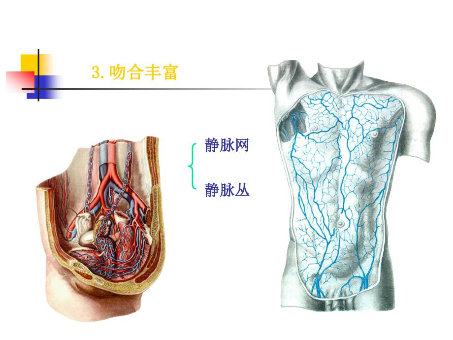 系统解剖学教学课件：静脉1_第4页