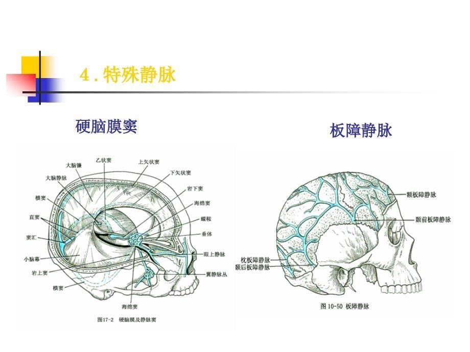 系统解剖学教学课件：静脉1_第5页