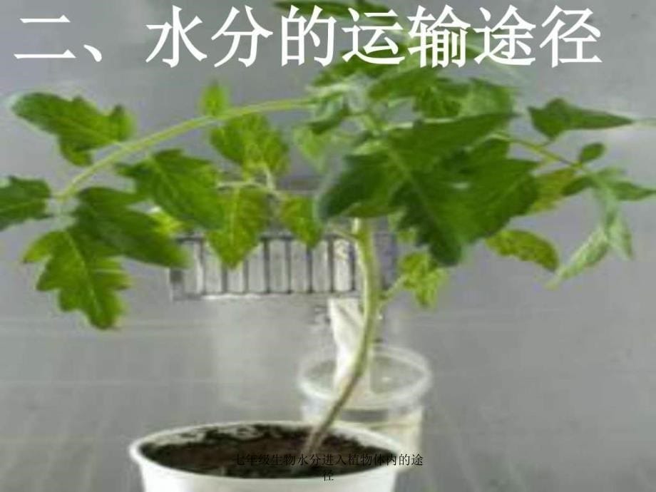 七年级生物水分进入植物体内的途径课件_第5页