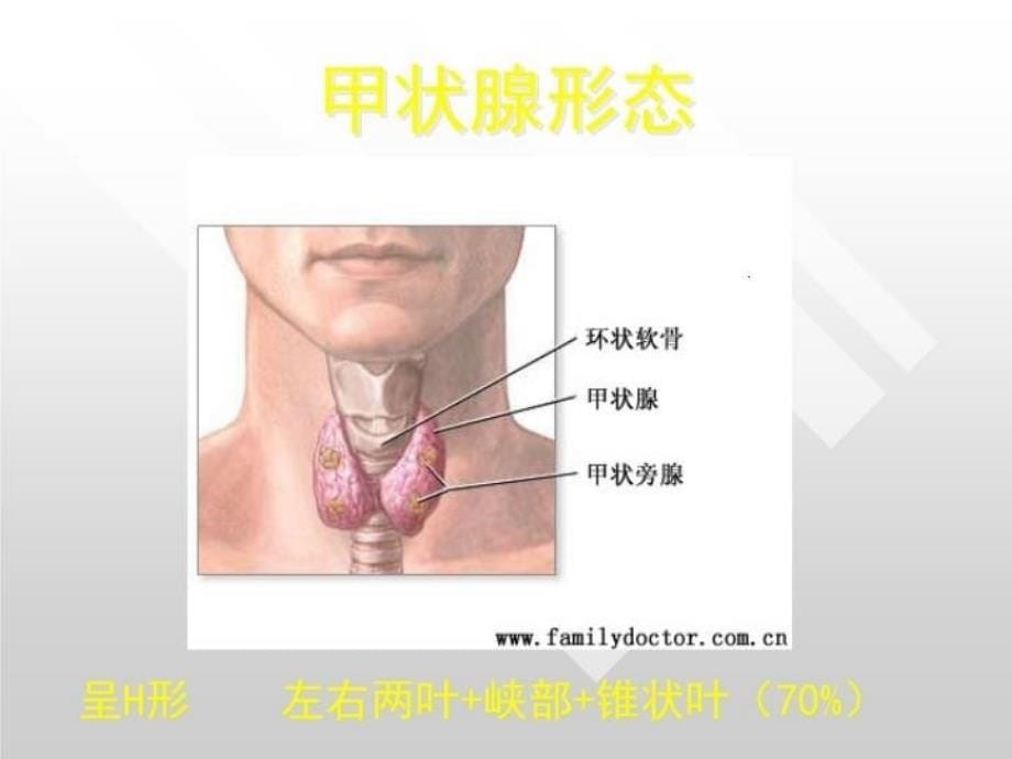 最新常见甲状腺疾病的诊断和处理PPT课件_第5页