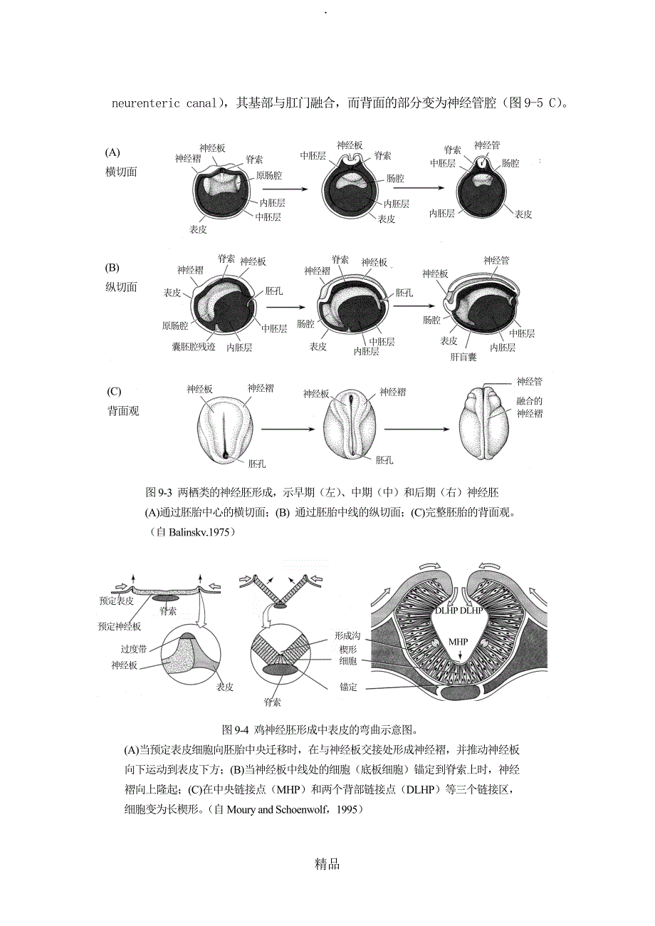 第九章三胚层与器官发生_第3页