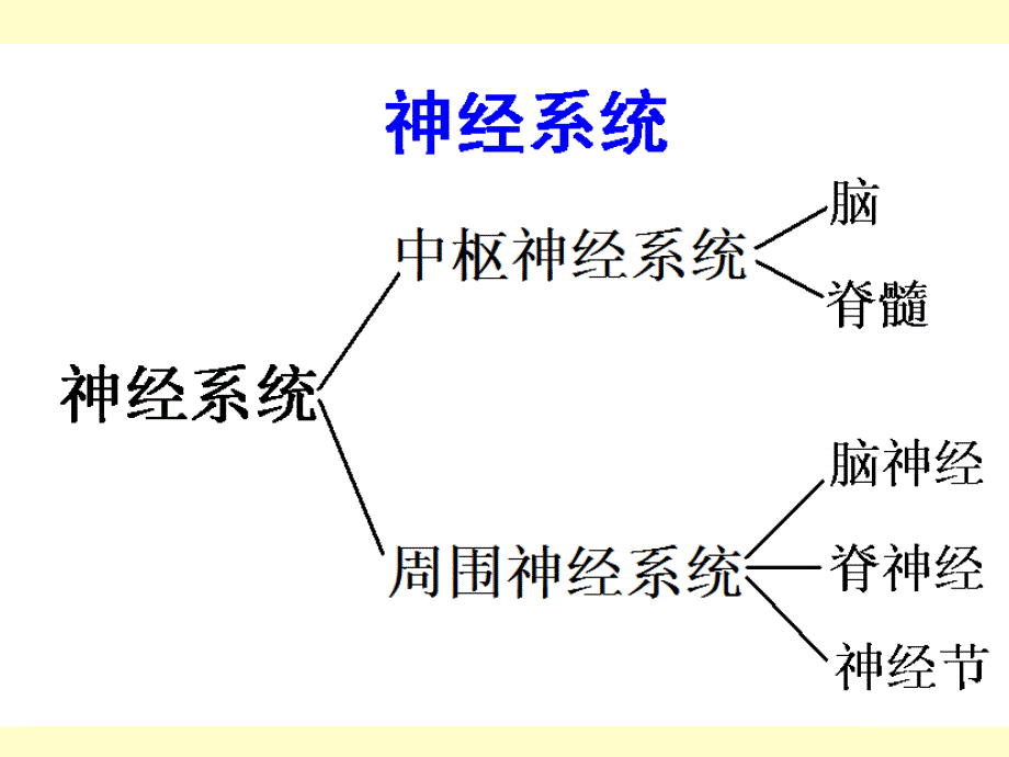 医学基础知识讲座2B神经组织1204ppt课件教学文案_第3页