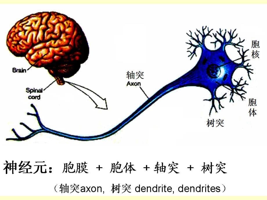 医学基础知识讲座2B神经组织1204ppt课件教学文案_第5页