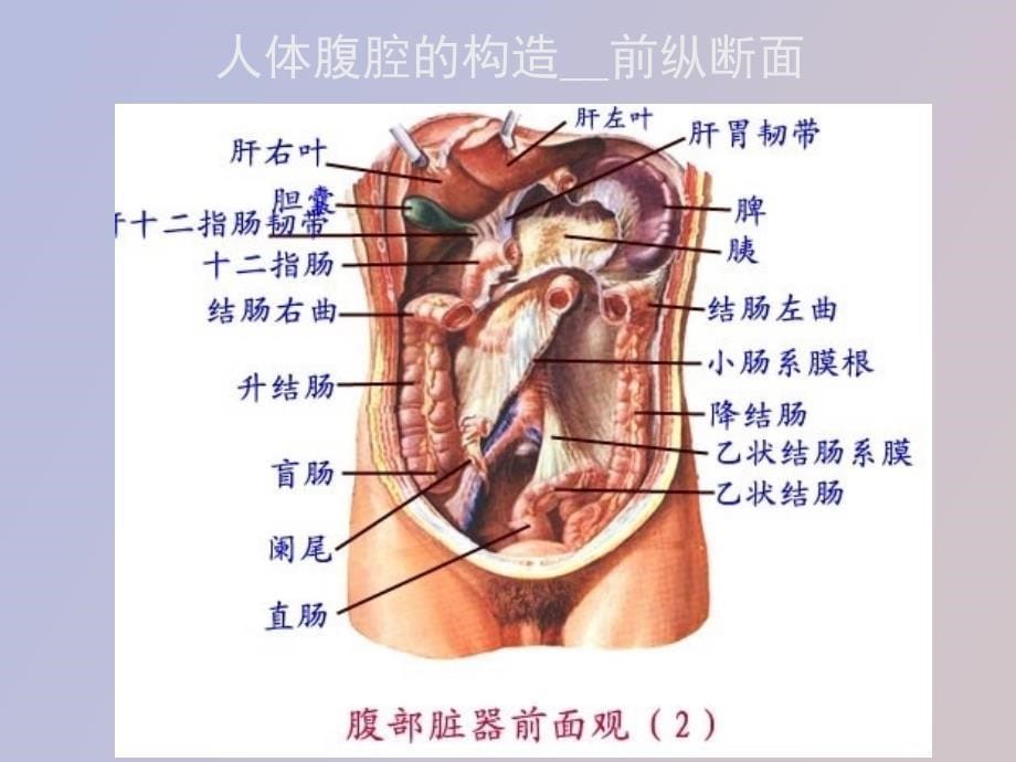 急性腹痛诊断与治疗_第5页