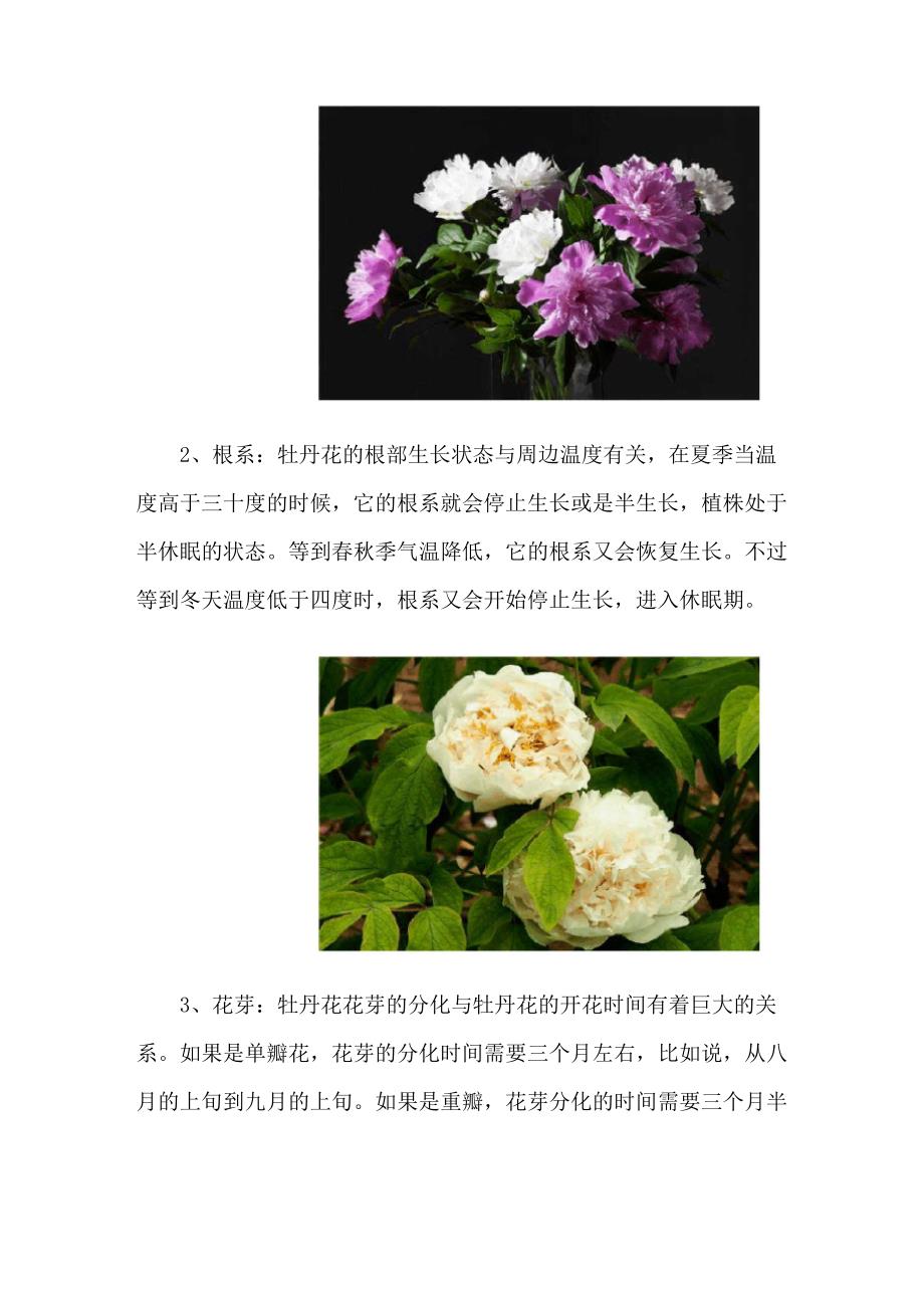 牡丹花的特点_第2页