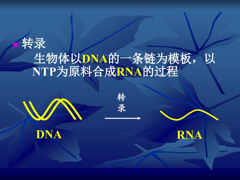 PPTRNA的生物合成转录课件_第3页