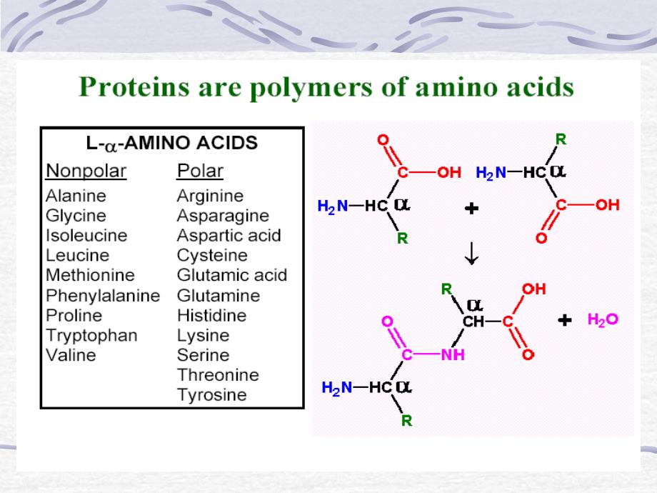 蛋白质理化性质PPT通用课件_第3页