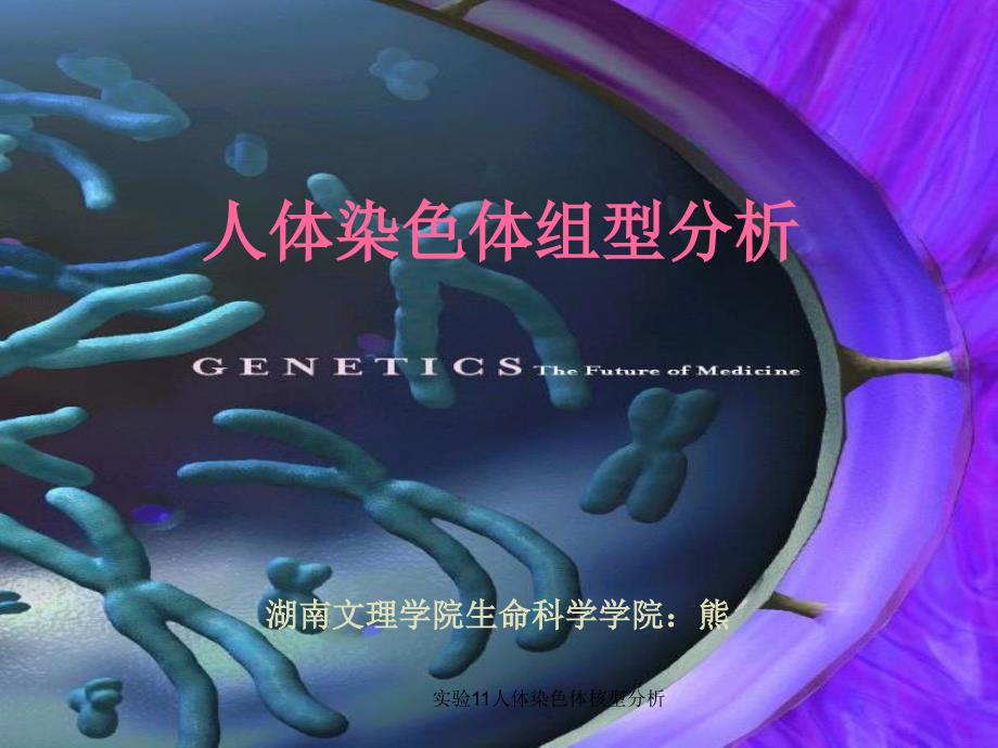 实验11人体染色体核型分析课件_第1页